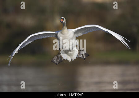 Hoeckerschwan, (Cygnus olor), mute swan Banque D'Images