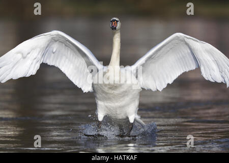 Hoeckerschwan, (Cygnus olor), mute swan Banque D'Images