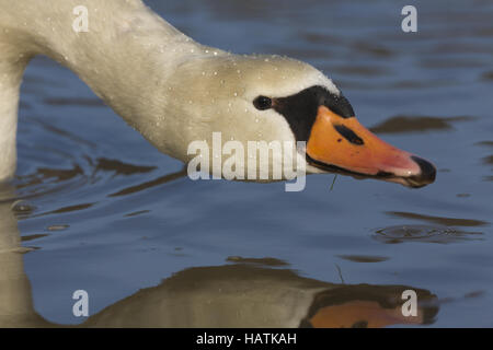 Hoeckerschwan, (Cygnus olor), mute swan Banque D'Images