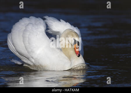 Hoeckerschwan, (Cygnus olor), mute swan Banque D'Images