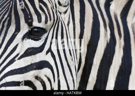 Steppenzebra (Equus quagga), zèbre Des Plaines, Banque D'Images