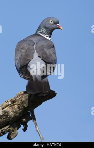 Ringeltaube, (Columba palumbus), pigeon ramier Banque D'Images