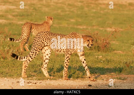 Cheetah-Gepard-Afrique du Sud Banque D'Images