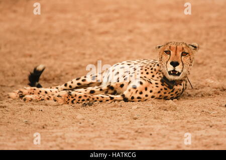 Cheetah-Gepard-repos-Afrique du Sud Banque D'Images
