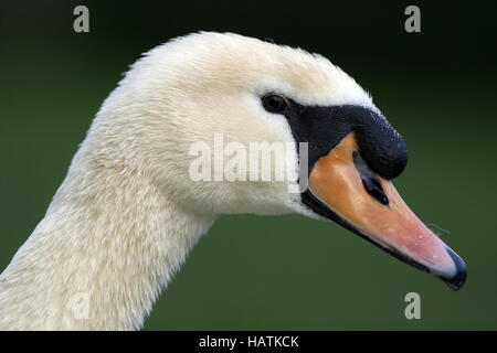 - Höckerschwan - Cygnus olor Cygne Muet Banque D'Images