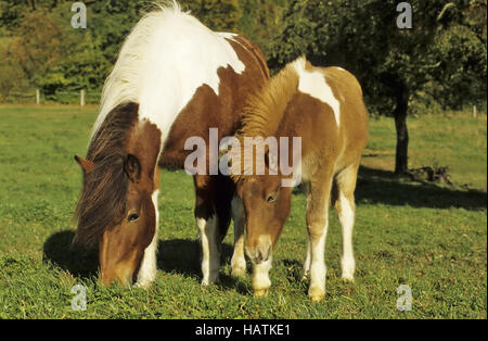 Cheval islandais, Islandpferd Islandpony, Banque D'Images