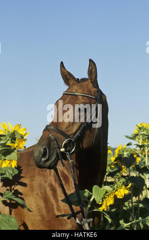 Trakehner, PFERD, cheval Banque D'Images