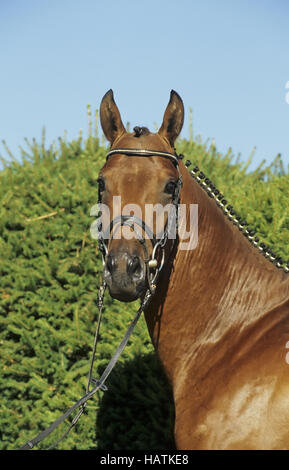 Trakehner, PFERD, cheval Banque D'Images