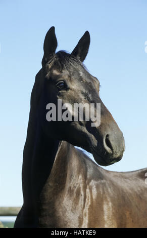 Trakehner, PFERD, cheval Banque D'Images