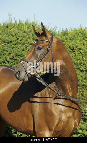 Trakehner, PFERD, cheval Banque D'Images