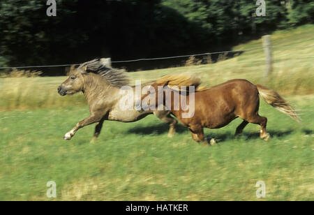 Poney Shetland Banque D'Images