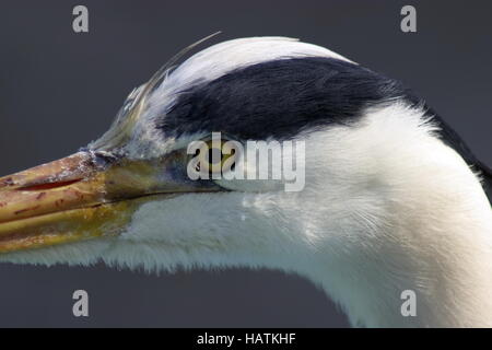 Graureiher - Ardea cinerea - Grey Heron Banque D'Images