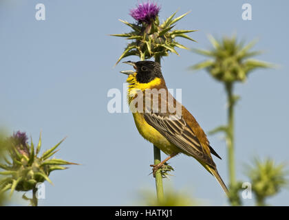 Kappenammer (Emberiza melanocephala) Banque D'Images