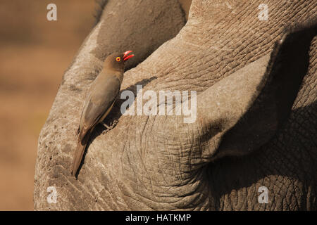 Red-billed Oxpecker-perchage-Afrique du Sud Banque D'Images