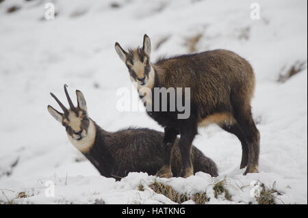 / Gämse / Chamois Rupicapra rupicapra Banque D'Images