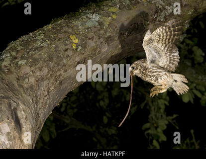 Steinkauz (Athene noctua) Banque D'Images