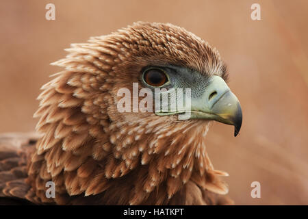 Eagle-Portrait fauve-Afrique du Sud Banque D'Images