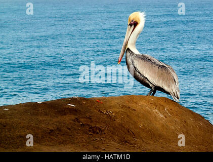 Pelican perché sur un rocher sur la plage avec l'océan en arrière-plan Banque D'Images