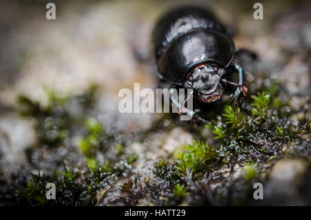 Beetle Banque D'Images