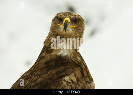 Aigle des steppes - Aquila nipalensis Banque D'Images