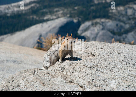 Le spermophile à mante dorée (Callospermophilus lateralis) pose sur près de granit Halfdome à Yosemite National Park. Banque D'Images