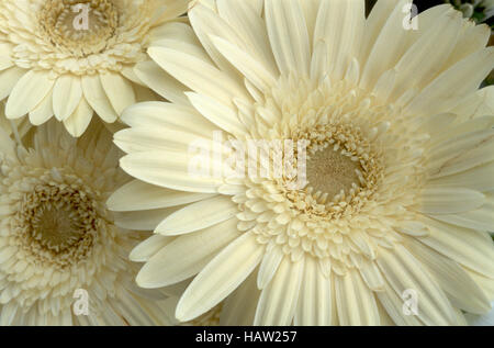 De couleur crème parfaite Gerber Daisies Banque D'Images