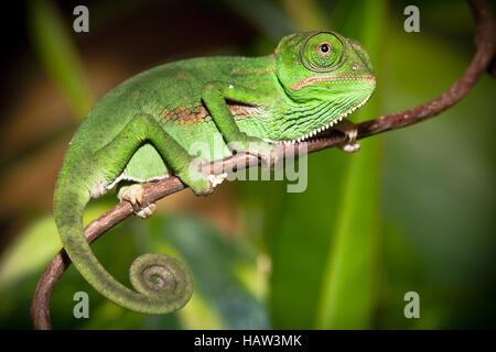 Veiled Chameleon Banque D'Images