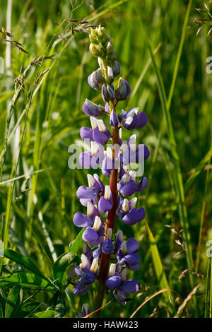 Lupin - Lupinus polyphyllus jardin Banque D'Images