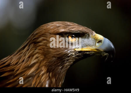 Aigle d’or Banque D'Images