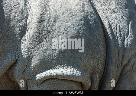 Close-up d'un rhinocéros noir (Diceros bicornis) cacher. Banque D'Images