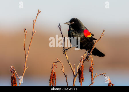 Mâle, rouge-noir ailé oiseau (Agelaius phoeniceus) perché sur une branche. Banque D'Images