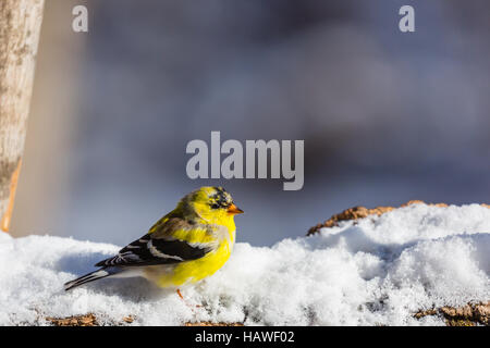 Chardonneret jaune (Carduelis tristis) debout sur un journal couvert de neige. Banque D'Images