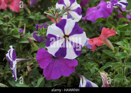 Fleurs de pétunia en différentes couleurs Banque D'Images