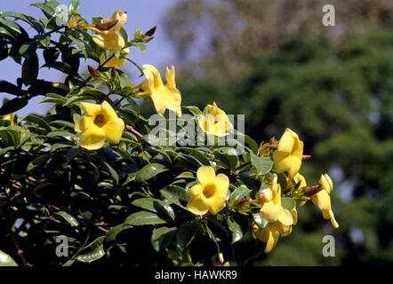 Allamanda allamanda schottii , bush, fleur jaune Banque D'Images