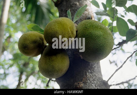 Jacquier Artocarpus heterophyllus Lam Jacquier - est le plus grand arbre-porté ses fruits dans le monde, atteignant 80 livres de poids et jusqu'à 36 pouces de long Banque D'Images