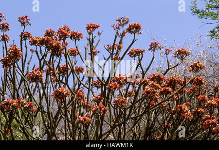 Fleurs de frangipanier plumeria ou rouge Banque D'Images