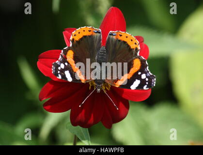 Papillon, l'amiral sur red abaisser Banque D'Images