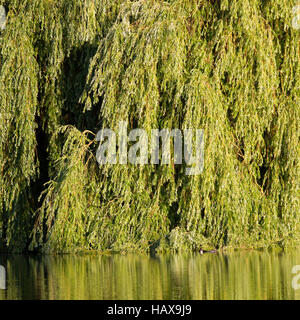 004 Lietzensee. Allemagne Banque D'Images