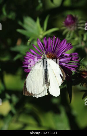 Papillon, grand blanc chou, homme Banque D'Images