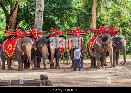 Les éléphants d'Asie utilisée pour prendre les touristes sur une balade autour de Angkor Thom se reposer sous les arbres à Siem Reap, Royaume du Cambodge. Banque D'Images
