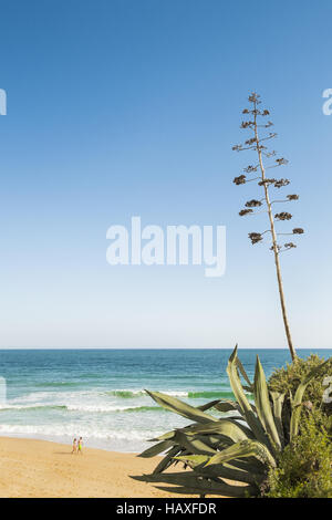 Jeune couple sur la plage Banque D'Images