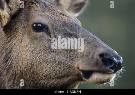 En mode portrait - Elk hind (Rocky Mountain Elk) Banque D'Images