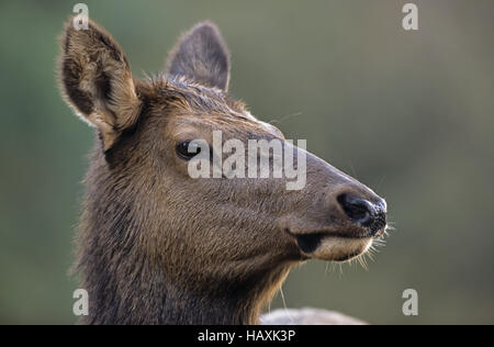 En mode portrait - Elk hind (Rocky Mountain Elk) Banque D'Images