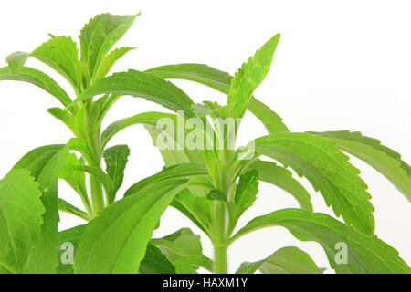Sweetleaf (Stevia rebaudiana) Banque D'Images