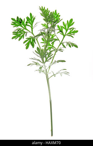 Absinthe (Artemisia absinthium) Banque D'Images