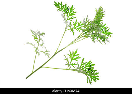 Absinthe (Artemisia absinthium) Banque D'Images