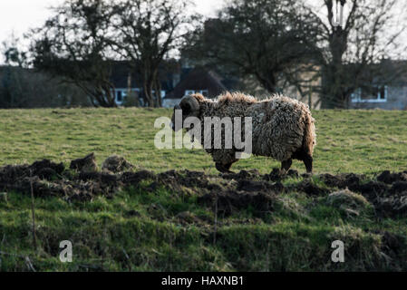 Une ram (Ovis aries) avec des cornes dans un champ Banque D'Images