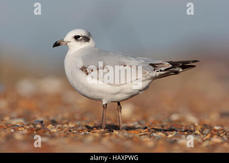 Premier hiver Mouette méditerranéenne sur une plage anglaise en hiver Banque D'Images