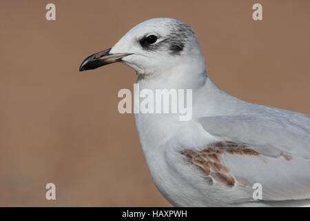 Premier hiver Mouette méditerranéenne sur une plage anglaise en hiver Banque D'Images