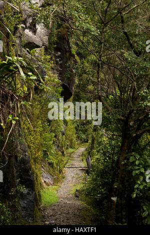 Certains des rails restent encore le long de l'ancienne voie de chemin de fer de la mine de charbon du ruisseau charmant à la côte de la Nouvelle-Zélande. Banque D'Images